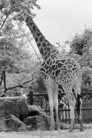 ASGN : Association de sauvegarde de la girafe du Niger