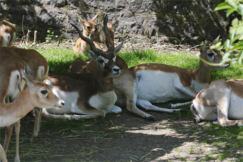 Photographie d'une antilope cervicapra au zoo de Maubeuge