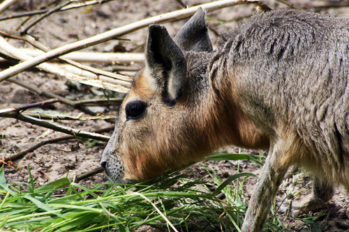 Lièvre de Patagonie