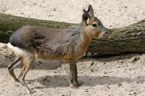 Mara